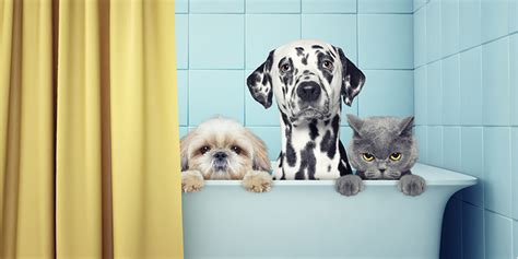 14 Reinigungstipps Jeder Hund oder jede Katze sollte wissen